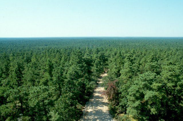 pinebarrens